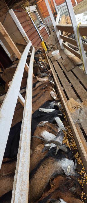 Capre anglo nubiene cu pedigree