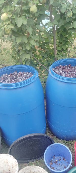 vând prune negre pentru țuică