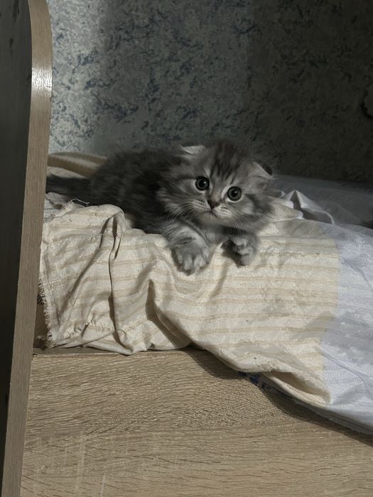 Продам котенка уральск