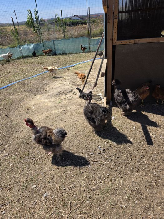 Vând păsări de curte