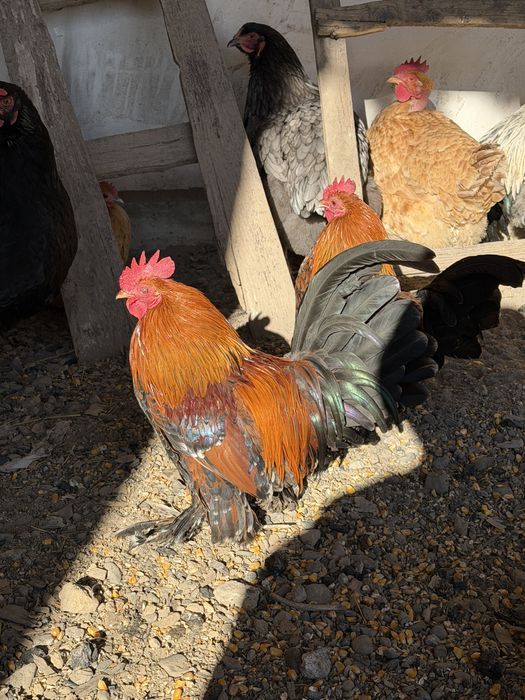 Cocosi mii de flori portelan