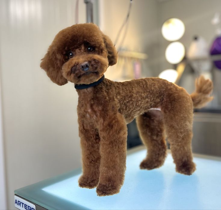 Хотел за кучета и Груминг в София