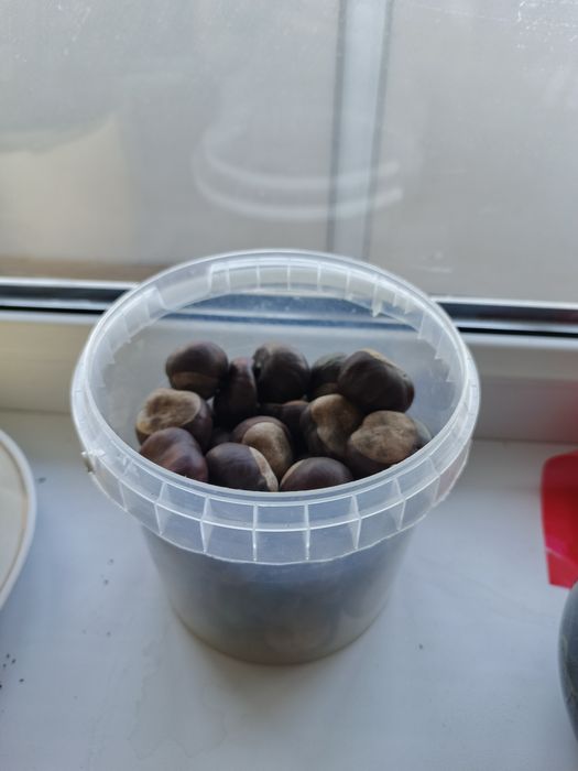 Конский каштан ( лекарственный)