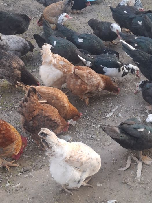 Урдак товуклар сотилади