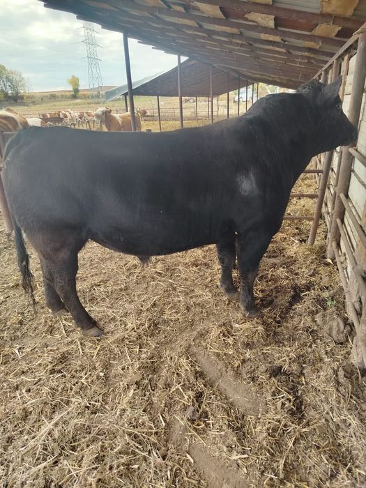 Taur angus de vânzare