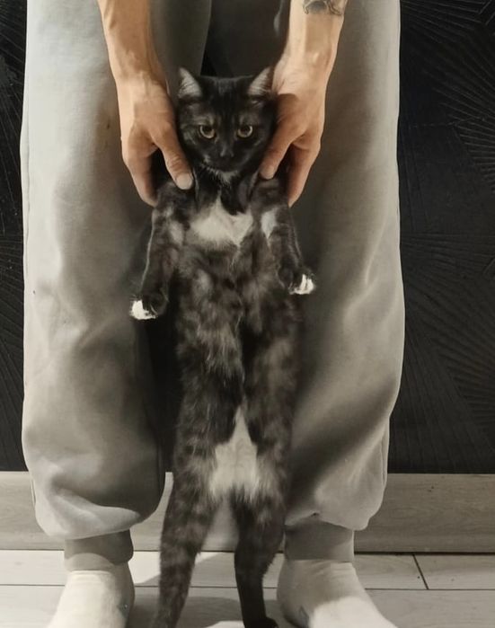 Пристраивается кошечка