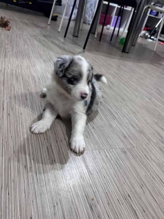 Pui Border Collie 2 luni, pedigree UCHR