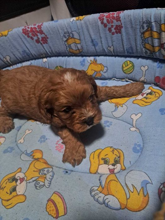 Catel Cavapoo vaccinat si deparazitat