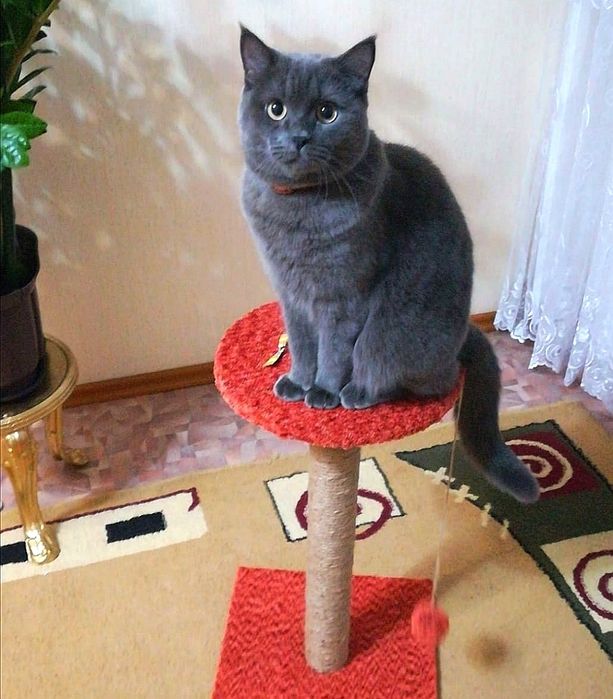 Когтеточки и домики