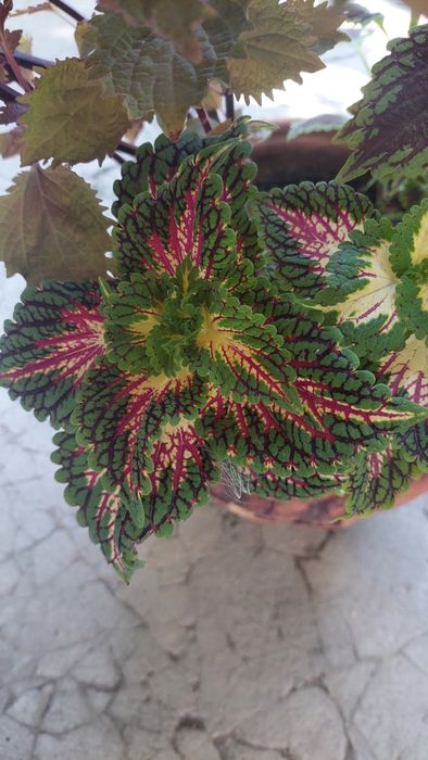 Комнатные цветы ,растения