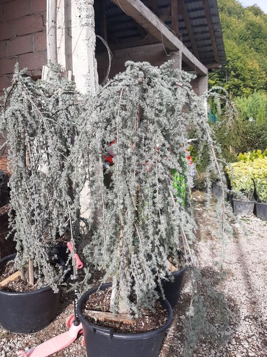 Vindem mesteacăn tei platan platan stejar frasin tuia brazi etc