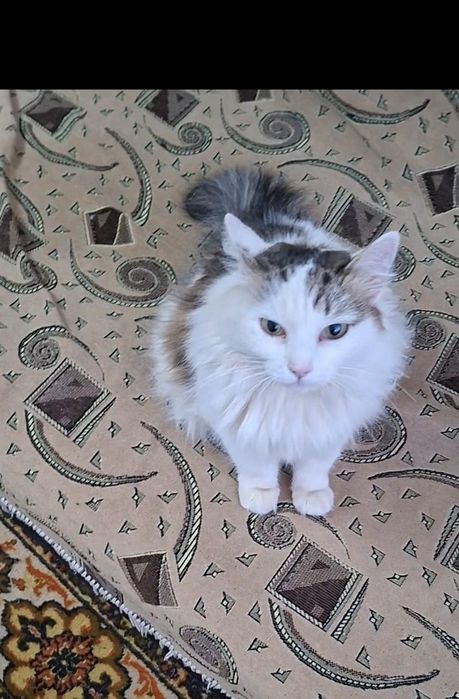 Пушистая грациозная Ева в добрые руки!