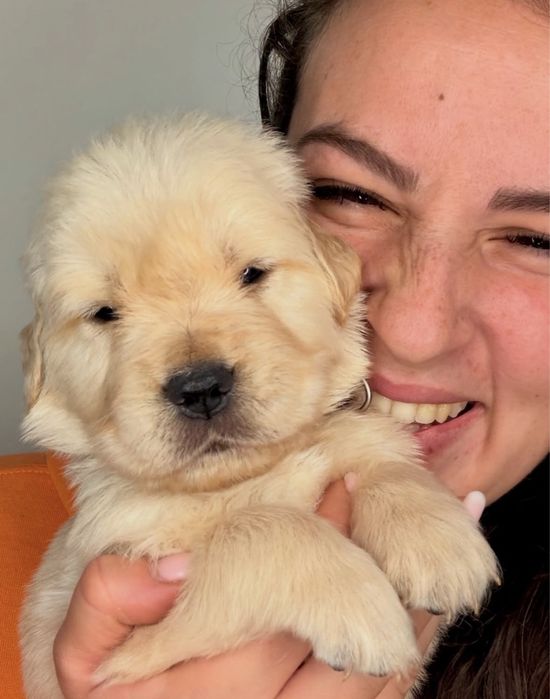 Золотистый ретривер смесь Лабрадор