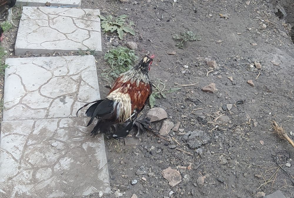 Карликовый петушок, "Бентамка"