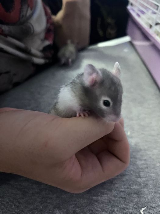 Hamster sirian de vanzare