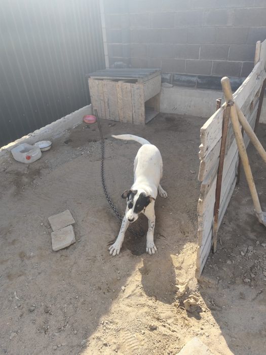 Собака, 6 месяцев