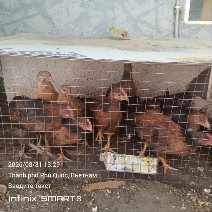 Продам   курей (цыплят )