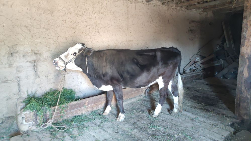 Сиыр  қашарлар сатылады.