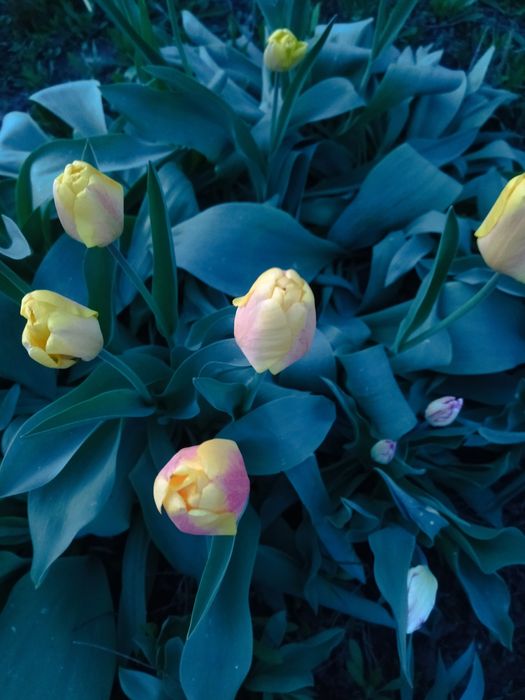 Продам цветы тюльпаны