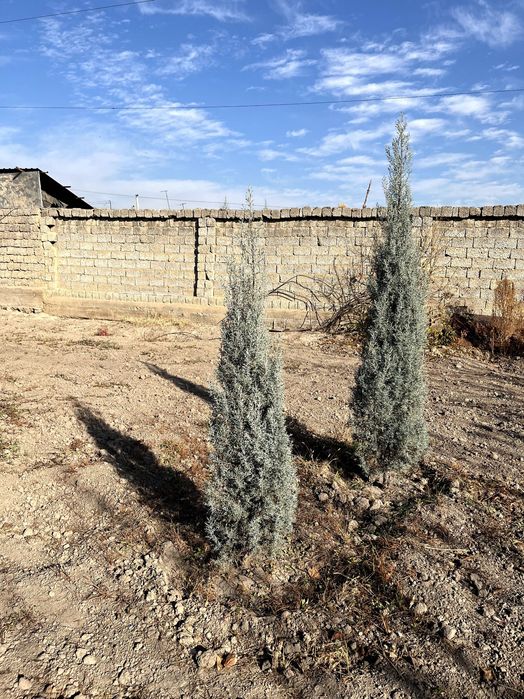 продаются ёлки,арча сотилади