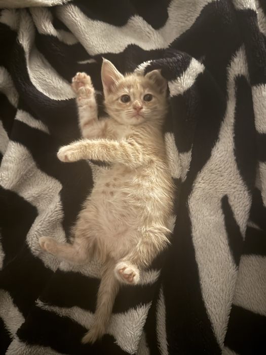 Отдам в добрые руки котенка