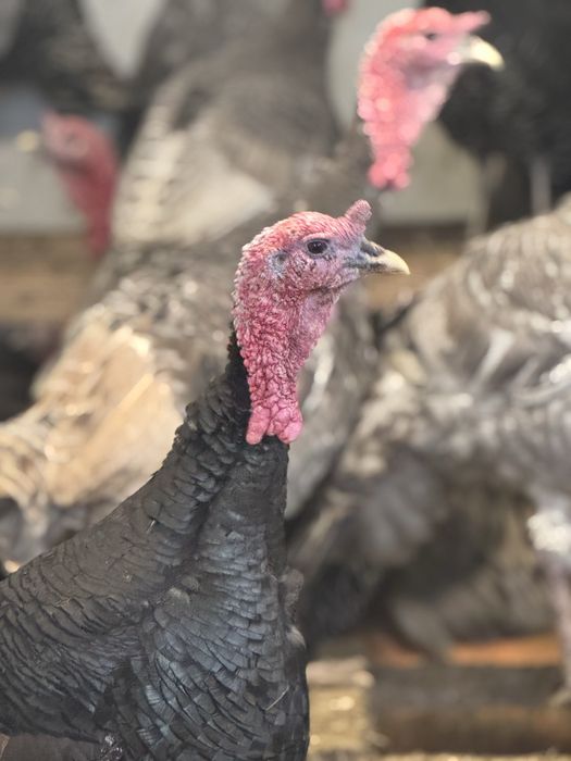 Curci de casă – crescute natural | Vii sau tăiate la cerere