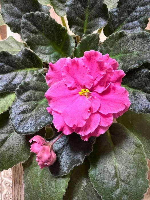 Продам фиалки разных цветов