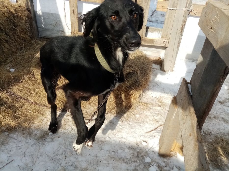 Шашак тазы кушик сатылады