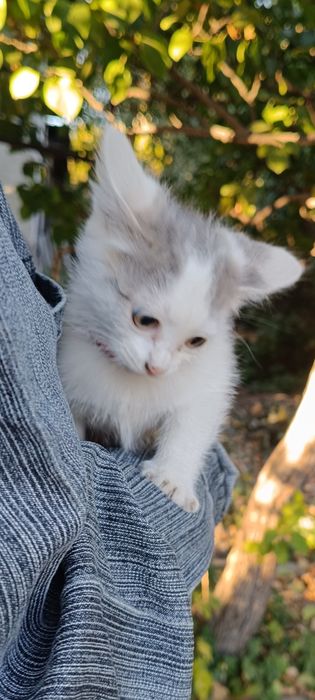 Котята ищут добрые руки