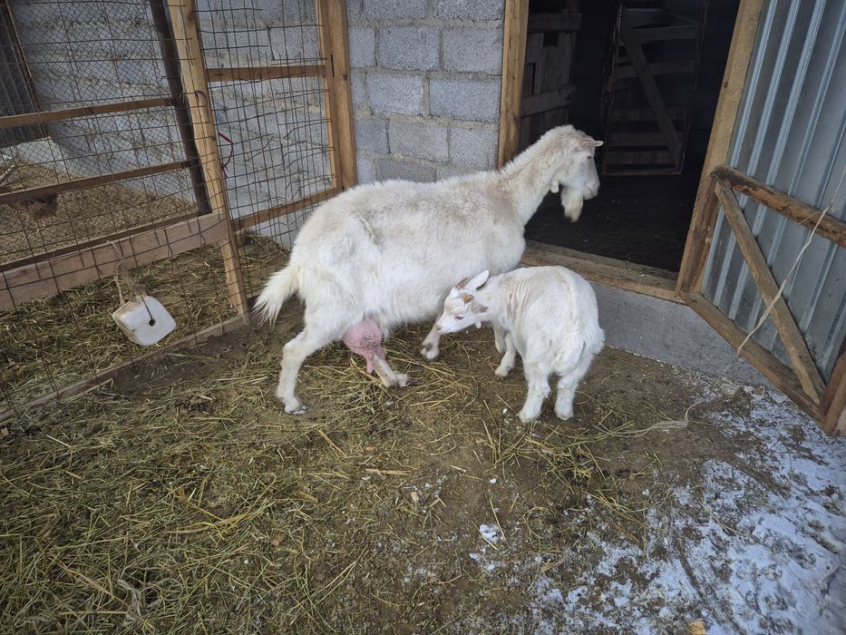 Ешкі сатылады. 180000 тг