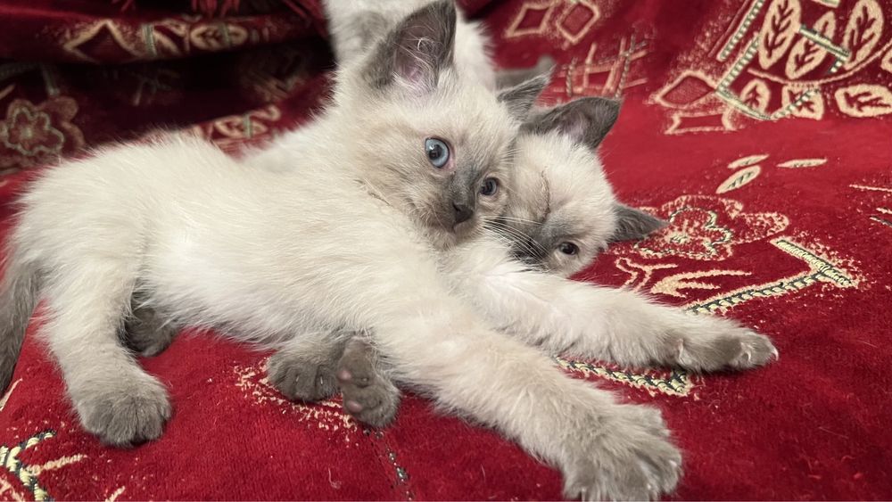 ИЩУТ ДОМ три пушистика.