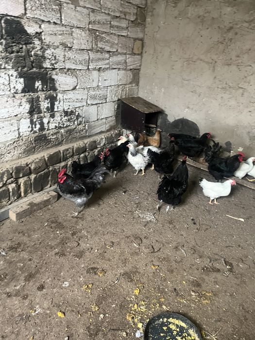 Тауықтар сатылады