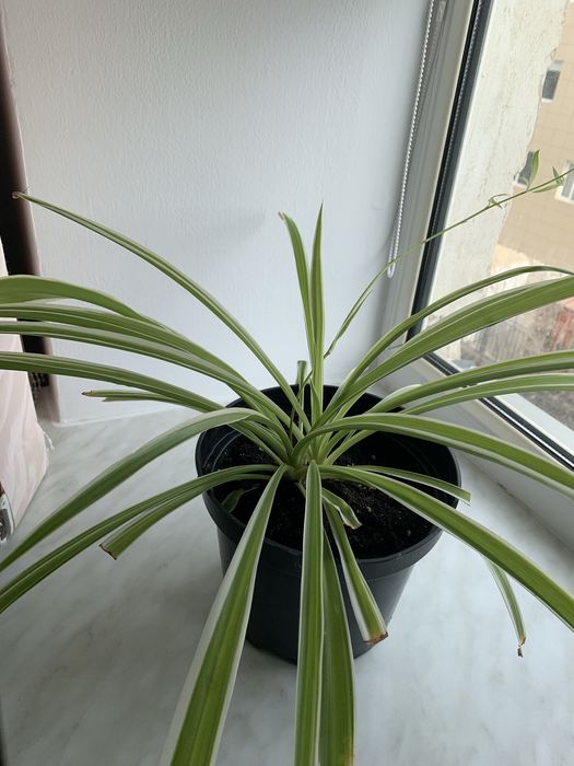 Продам Комнатные цветы