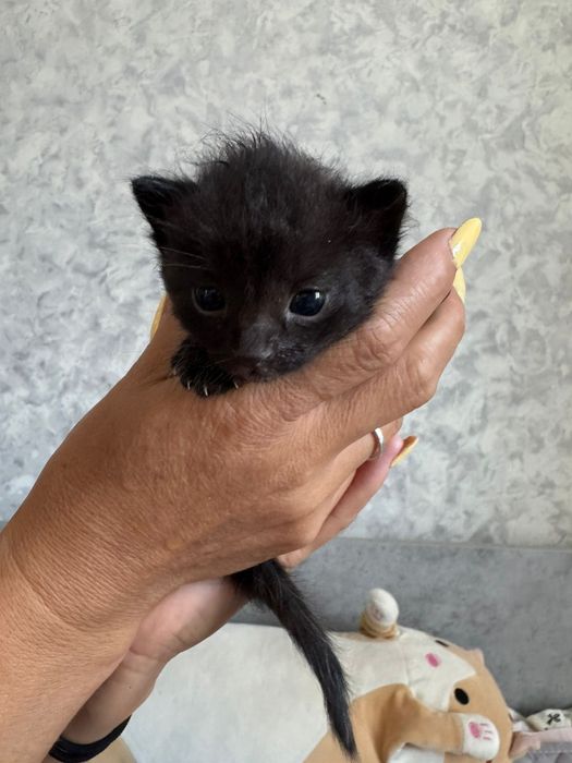 Отдам срочно котят!!