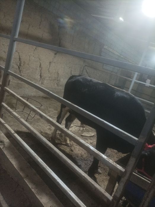 Buqachala sotiladi  soni 3 ta