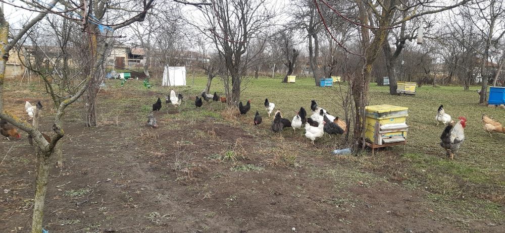 Продавам Петли ( област Търговище)