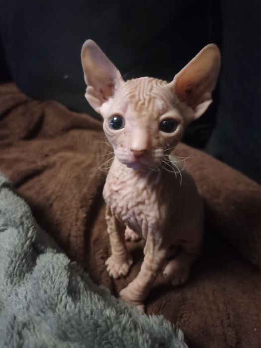 Котята донские сфинксы