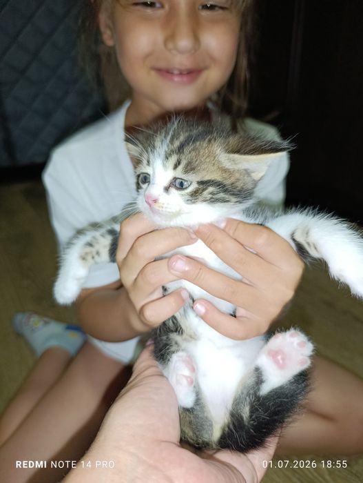 Отдам котят в добрые руки.