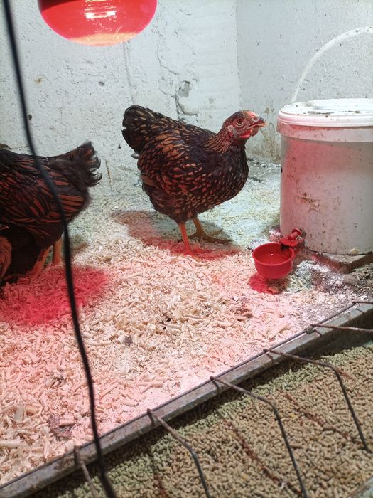 Brahma herminat deschis și hdA