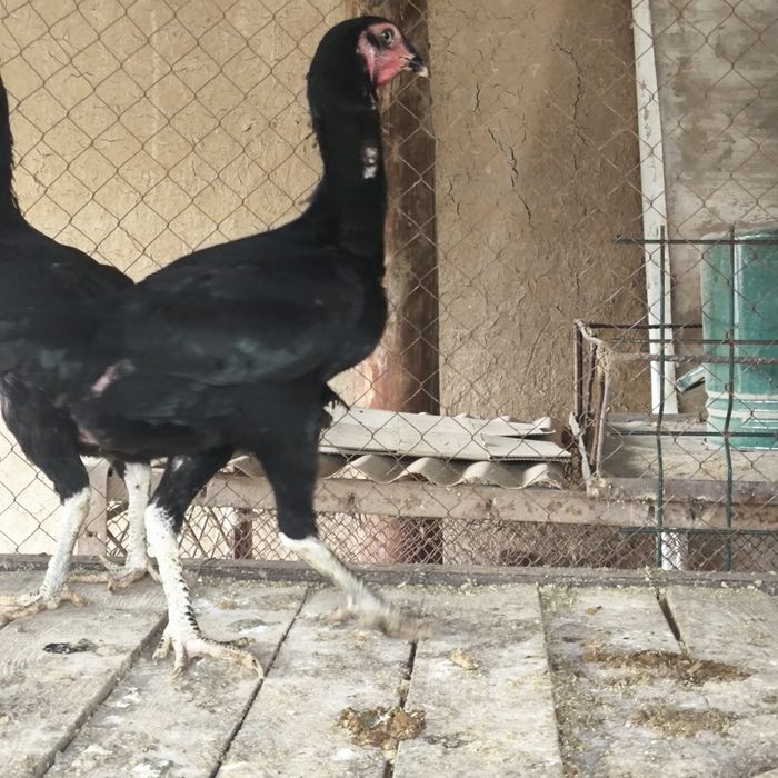 Dakan tovuqlar            .