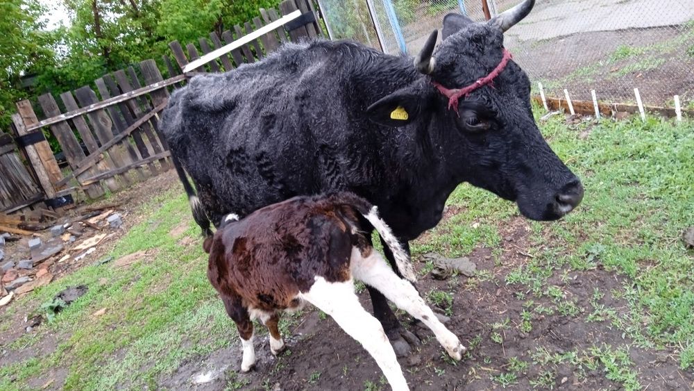 Продам карова с телёнка