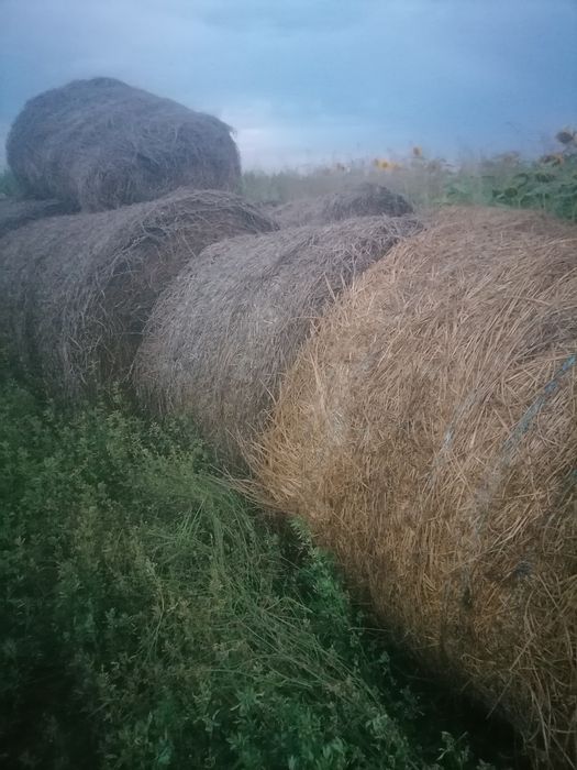 Baloți rotunzi lucernă