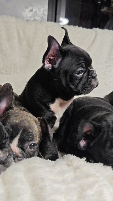 Щенки французского бульдога