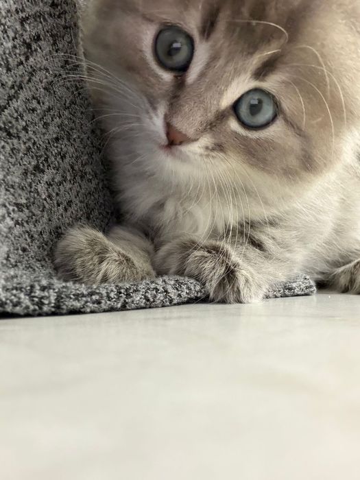 Шотландец , шотландский котенок