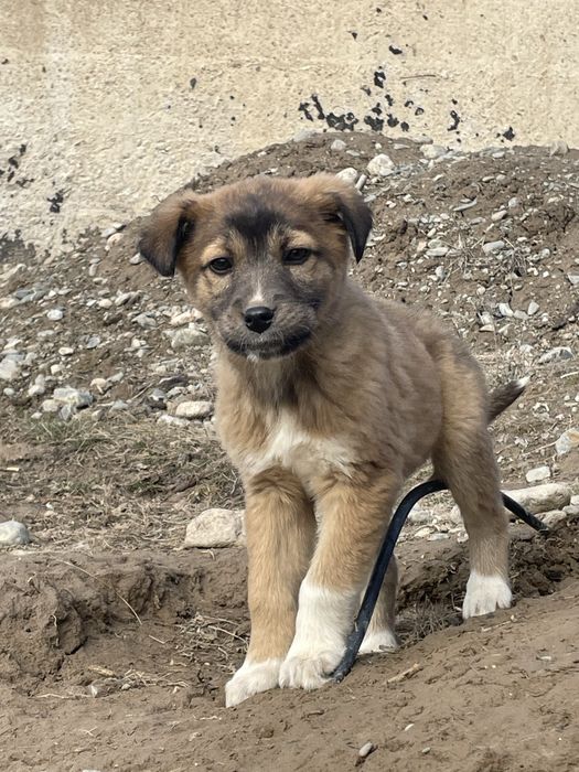 Отдам в добрые руки подросших щенков
