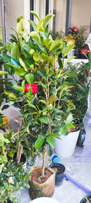 Камелия японский