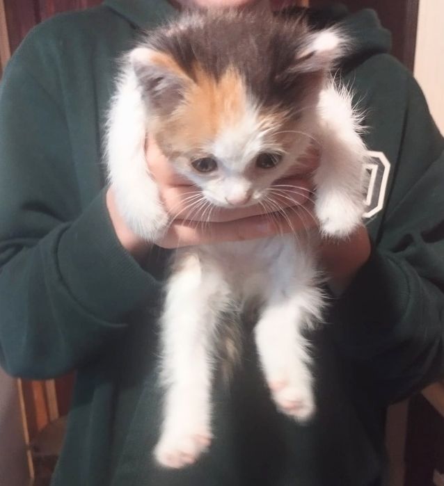 Котята ищут дом и семью