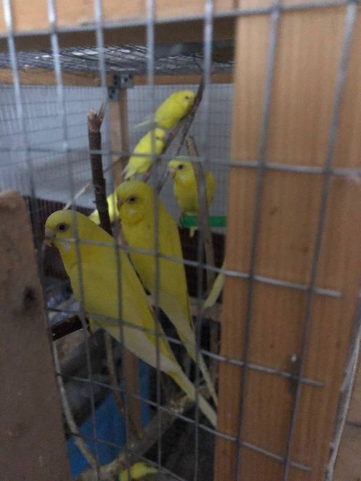 Папугае сотилади маладое