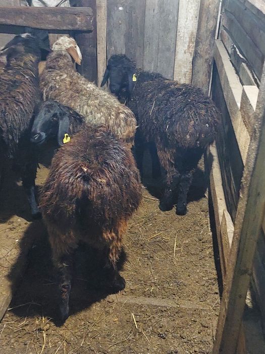 Продам бараны (токты) қой