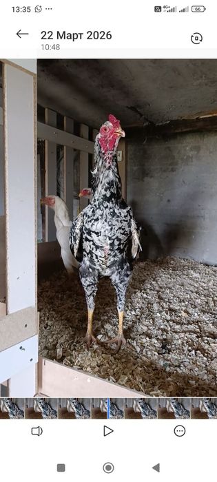 Апрельский Шамо кытай